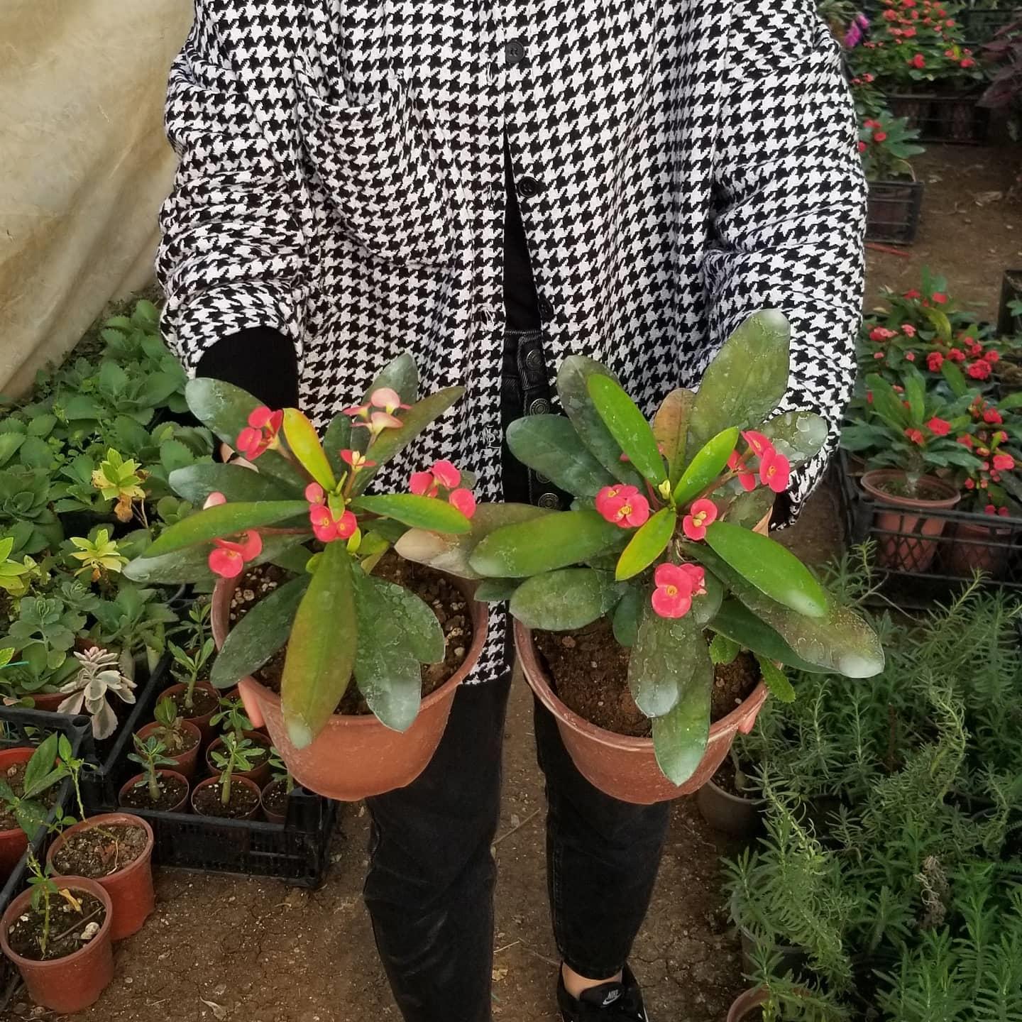 Büyük Boy KIRMIZI Euphorbia Milli / Dikenler Tacı, Saksıda