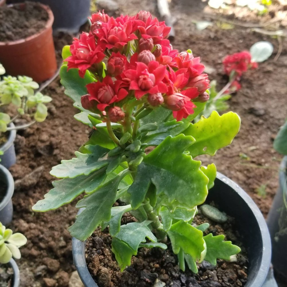 Kırmızı Kalonşo (Kalanchoe) Çiçeği, Saksıda