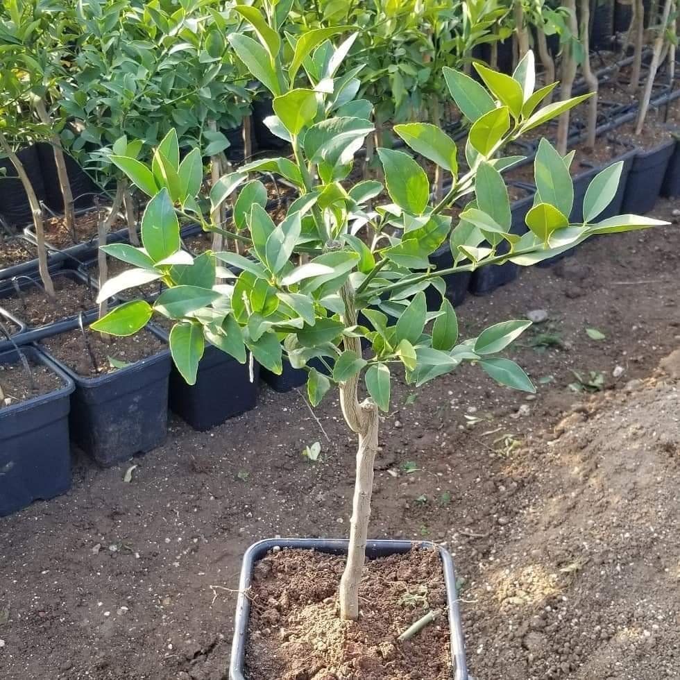 3 Yaş Aşılı Yediveren Limon Fidanı, Torbada