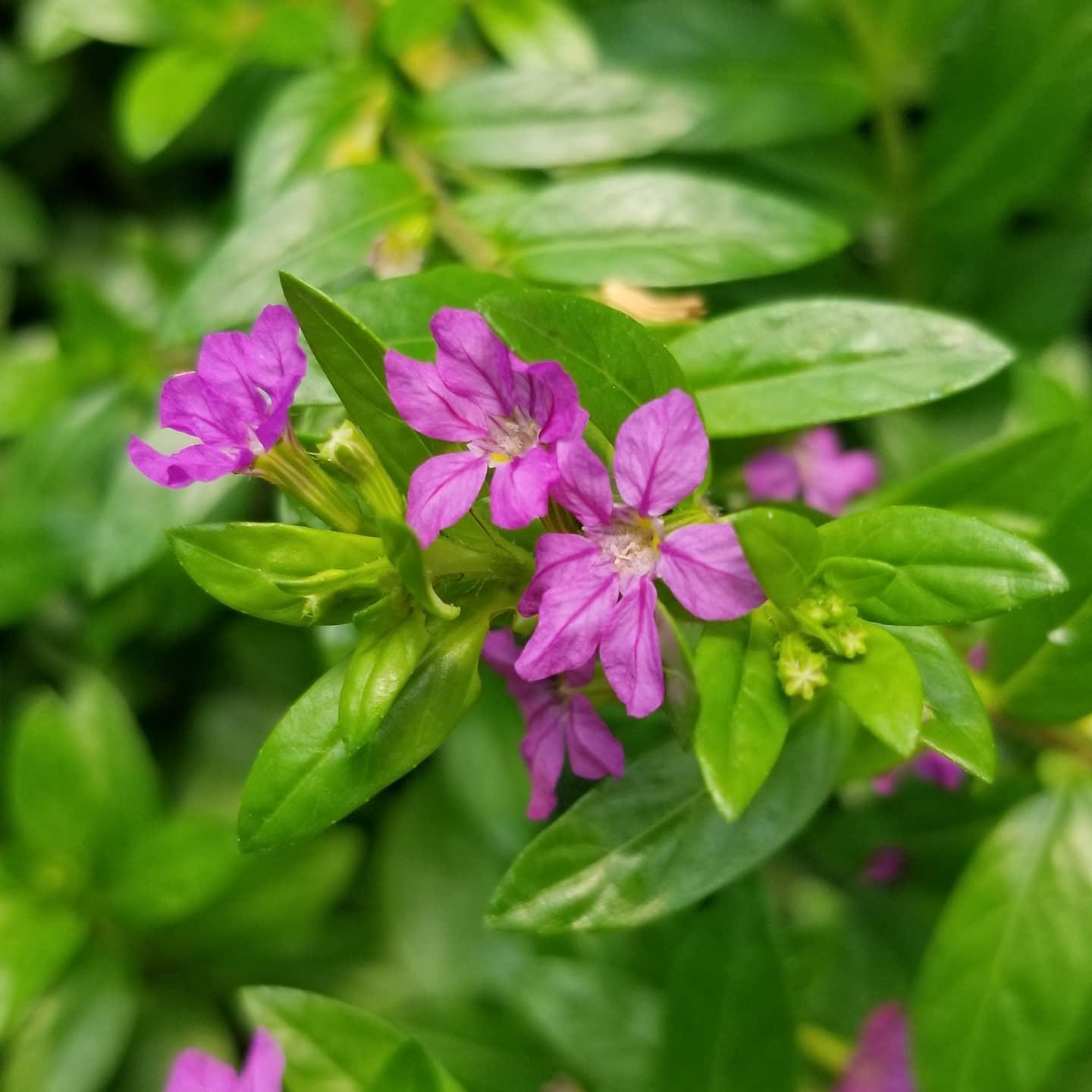 Kufeya Cennet Çiçeği (Mor Çiçekli Cuphea Hyssopifolia), Saksıda