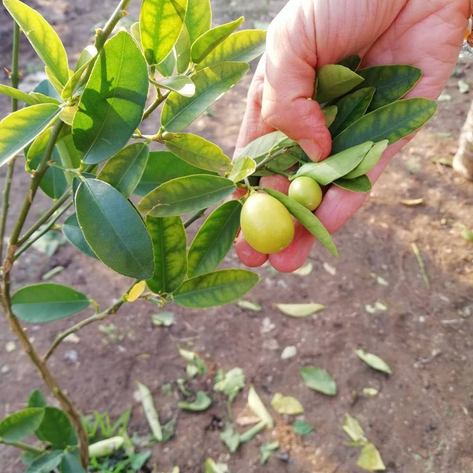 3 Yaş Aşılı LimonKamkat Fidanı, Torbada