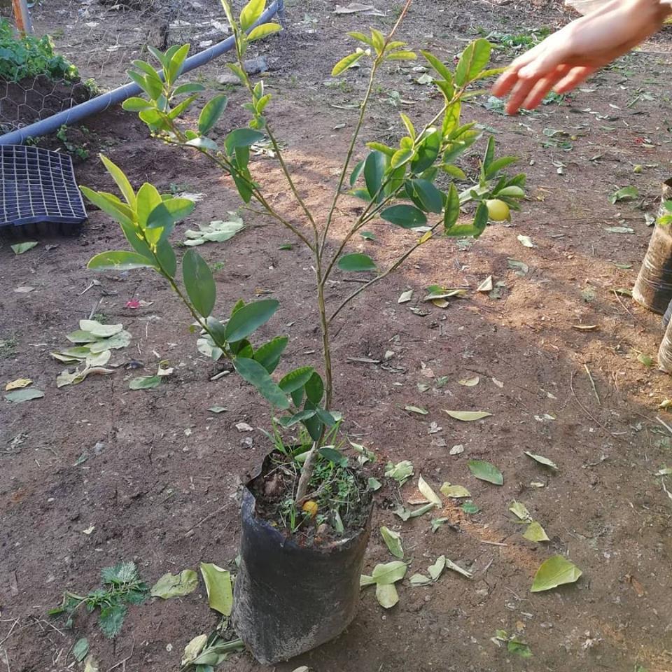 3 Yaş Aşılı LimonKamkat Fidanı, Torbada