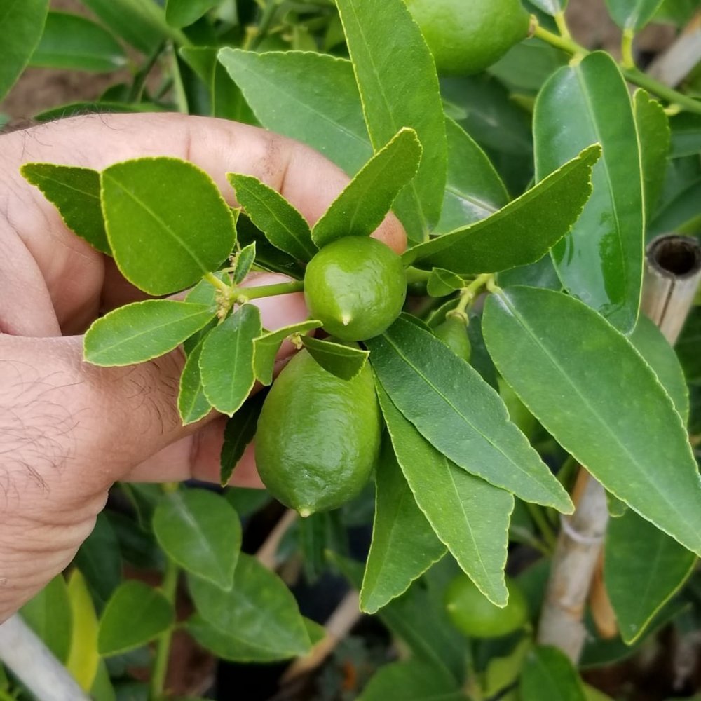 3 Yaş Aşılı Limonkamkat Tavaresquat  Fidanı, Torbada