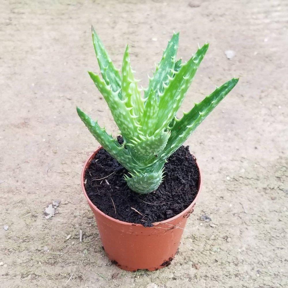 Minyatür Aloevera, 5.5 Cm Saksıda