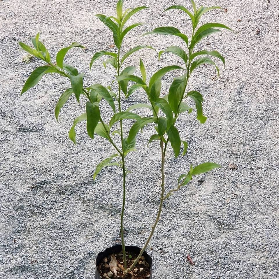 Gece Sefası Limon Çiçeği Melisa, Saksıda