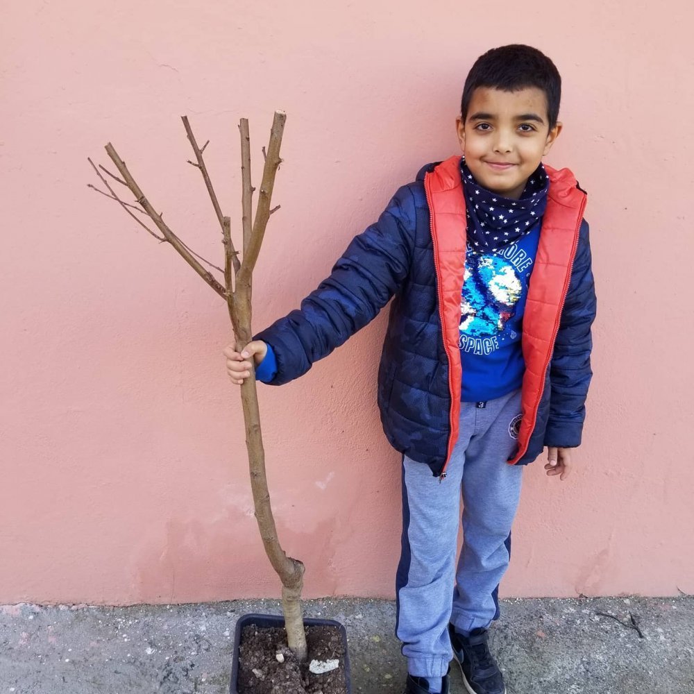 4 Yaş Aşılı Şeftali Fidanı MONROE, Saksıda
