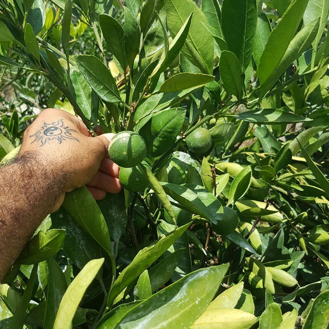 Aşılı Kamkat+Yediveren Limon+Mandalina Pakedi, Torbada