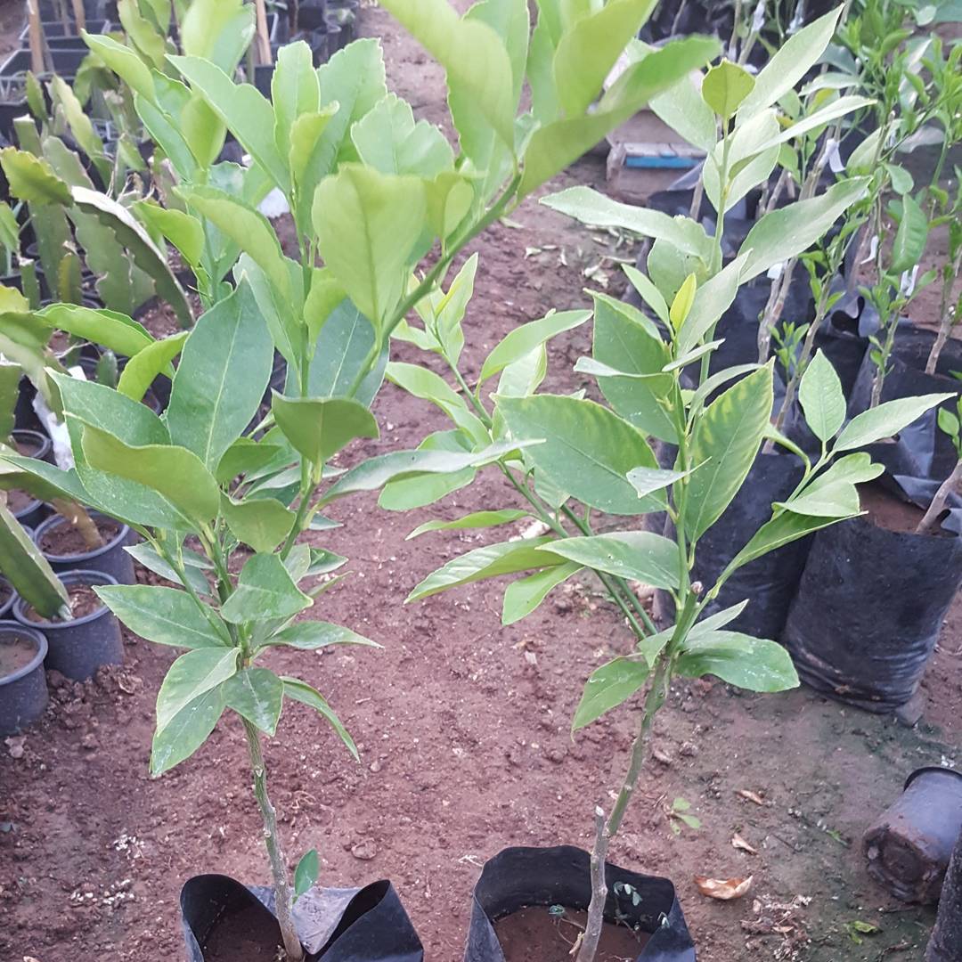 Aşılı Kamkat+Yediveren Limon+Mandalina Pakedi, Torbada