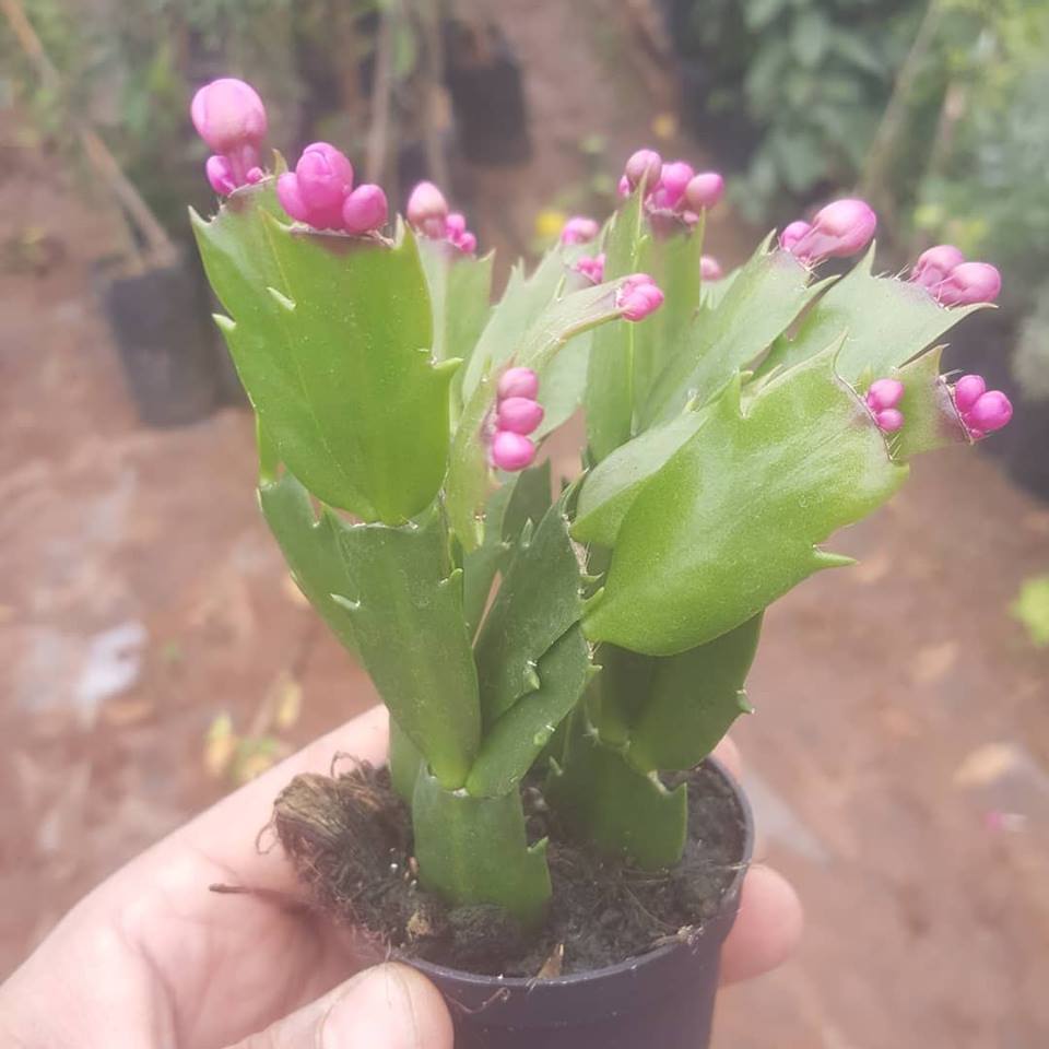 Yılbaşı Çiçeği (ZYGOCACTUS), Saksıda