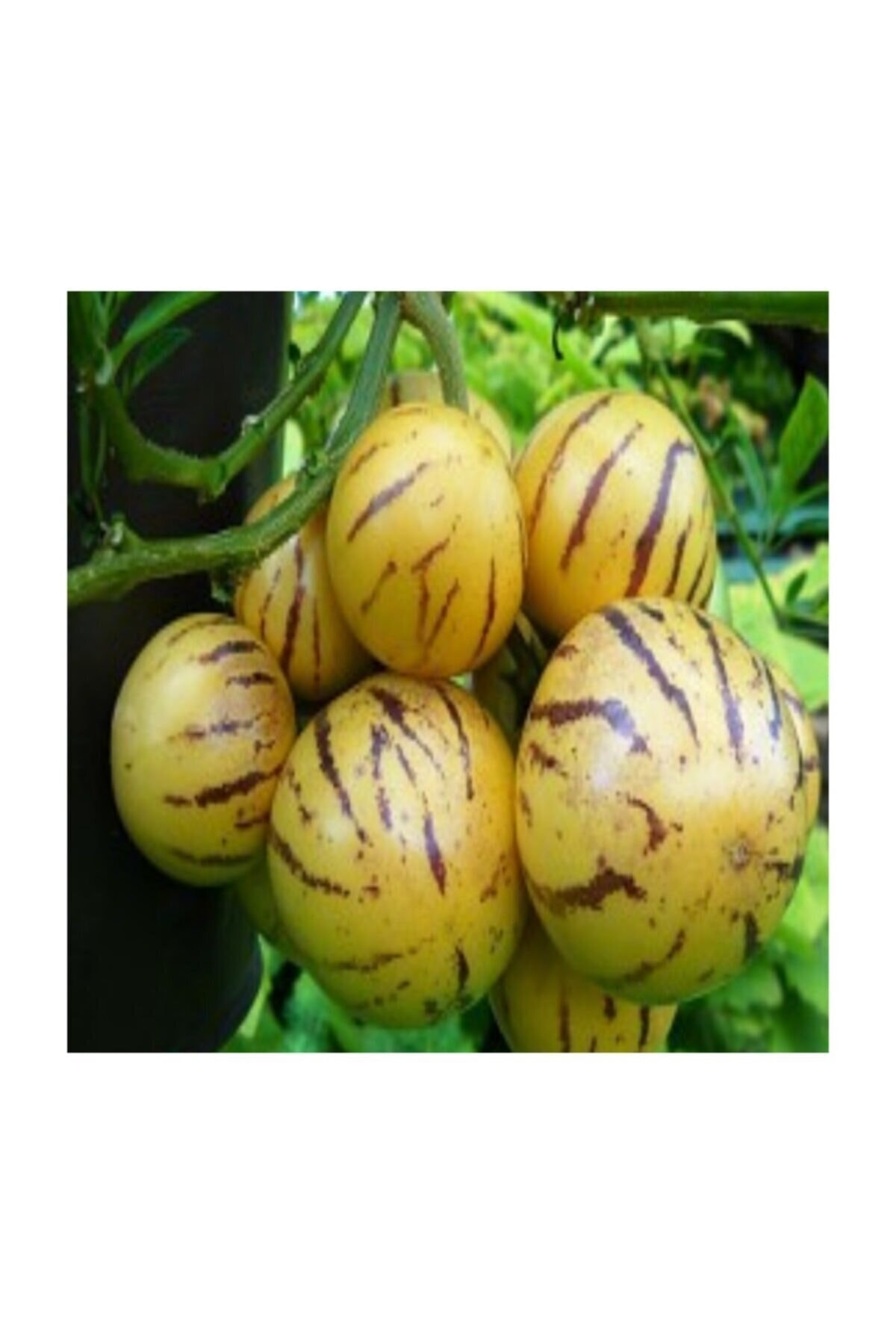 Pepino Fidesi 6 adet (tüplü)