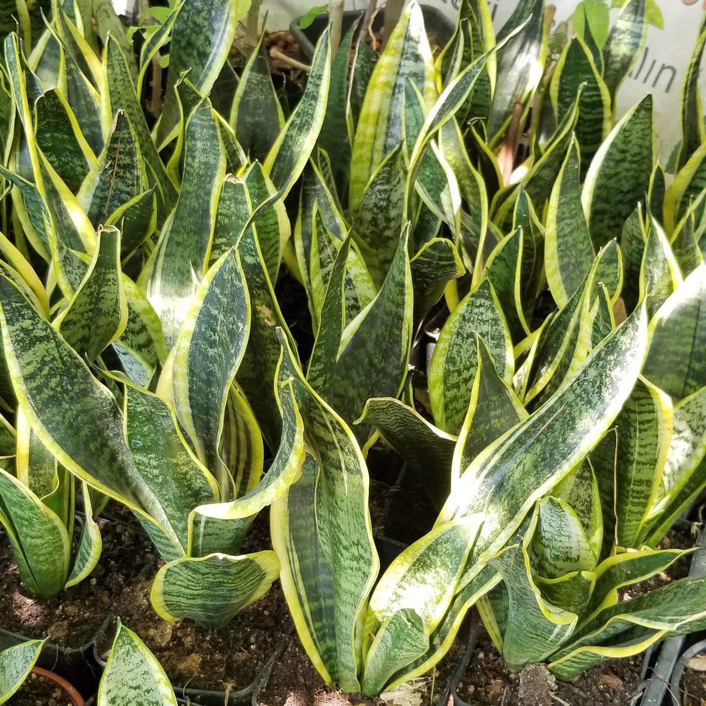 Peygamber Kılıcı Sansevieria Trifasciata, Saksıda