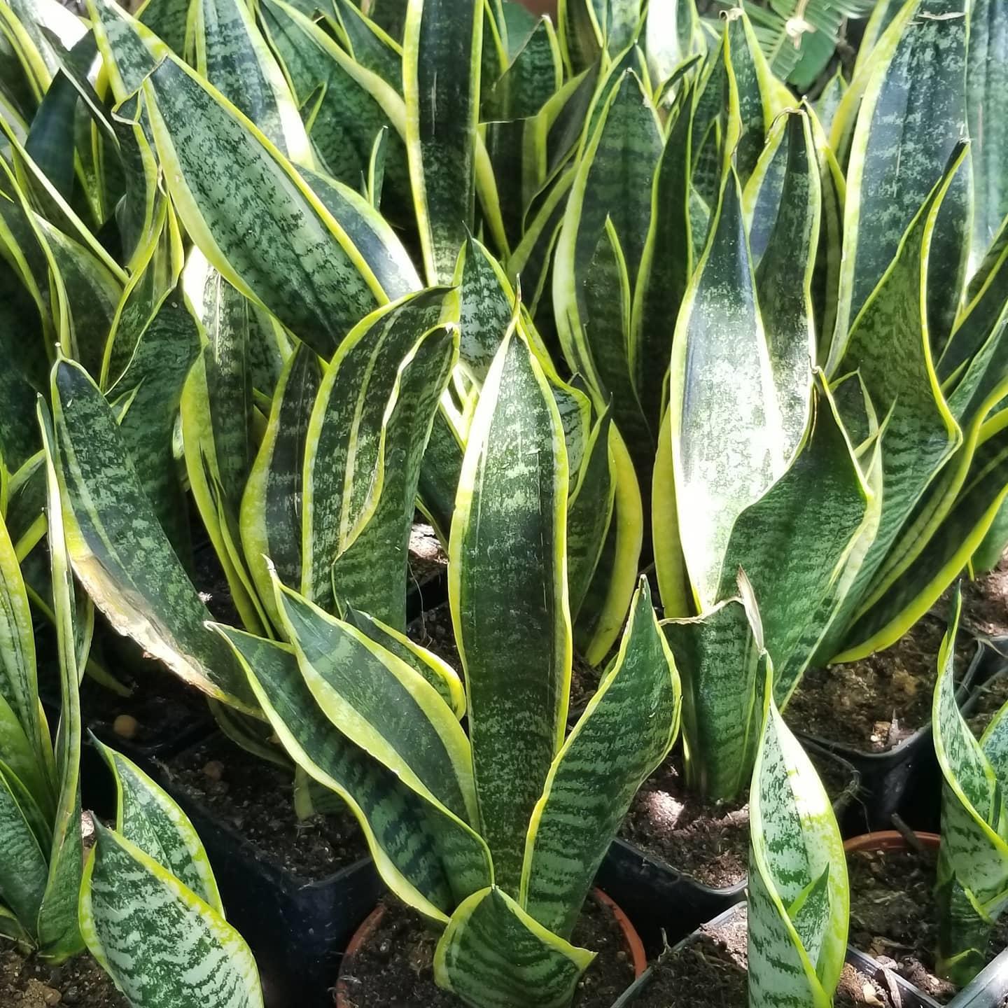 Peygamber Kılıcı Sansevieria Trifasciata, Saksıda