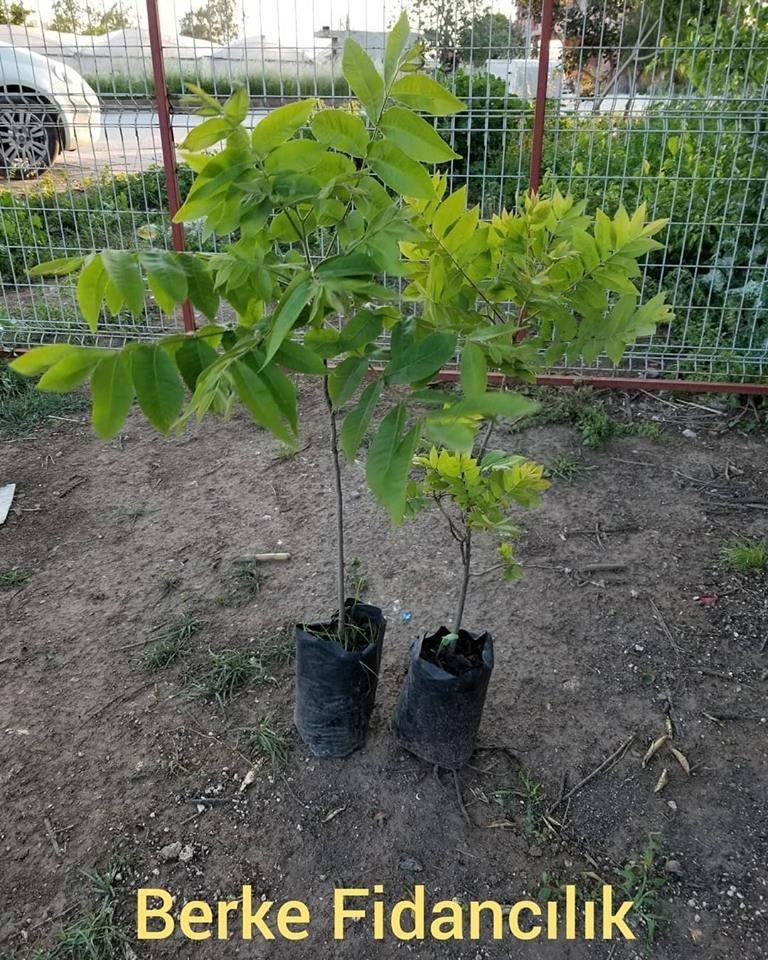 3 Yaş Pikan Cevizi Fidanı, Torbada