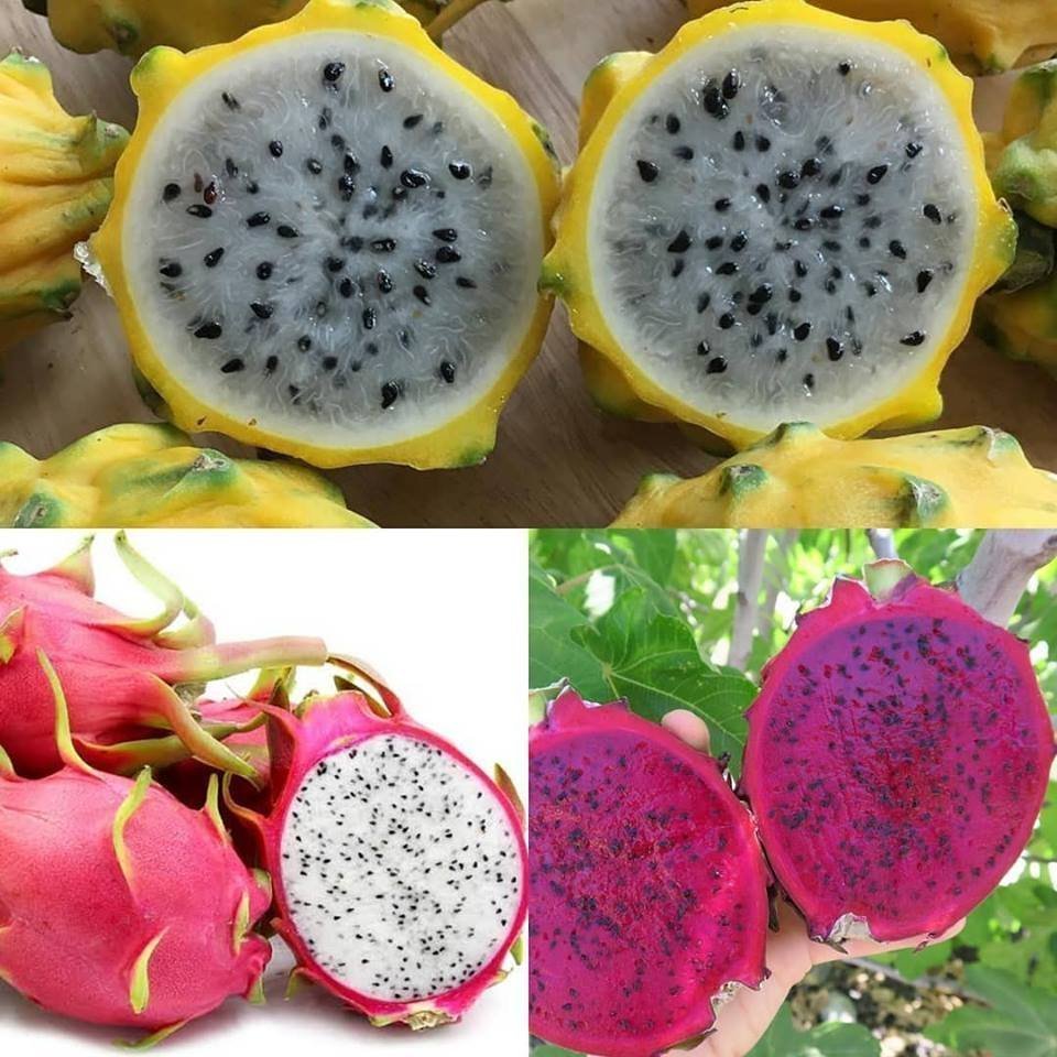 3 lü Pitaya Dragon Fruit Fidanı Seti  (Beyaz Kırmızı Sarı)