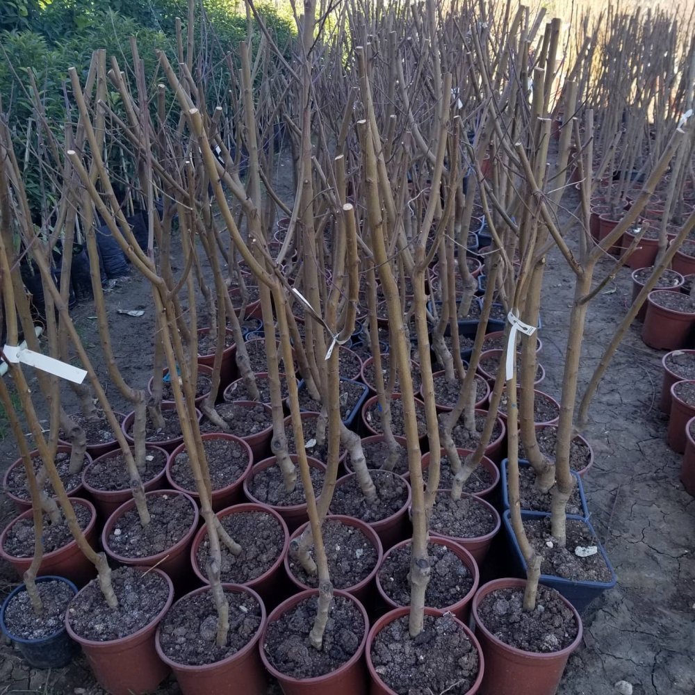 4 Yaş Aşılı Şeftali Fidanı R1 RED HAVEN, Saksıda