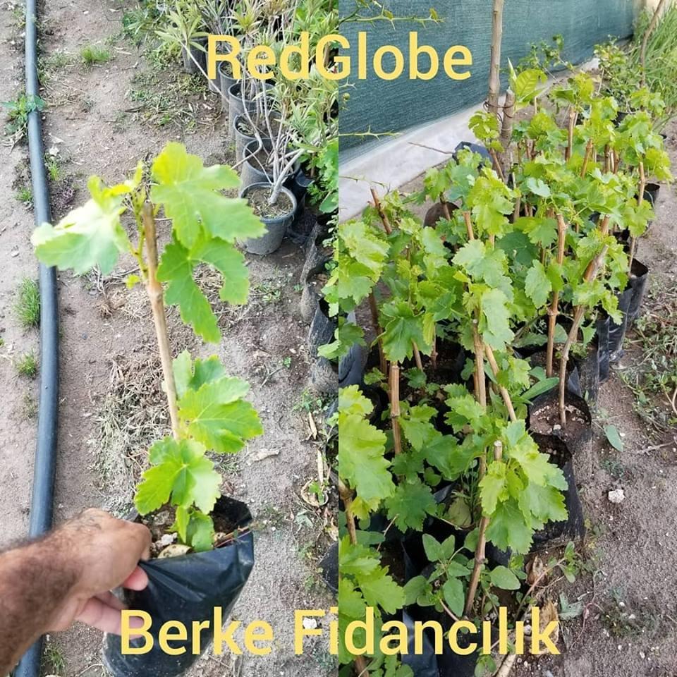 2 Yaş Red Globe Üzüm Fidanı -AÇIK KÖK-