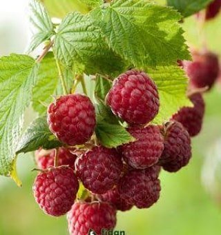 Rubus idaeus L. Yediveren Ahududu Fidanı, Torbada