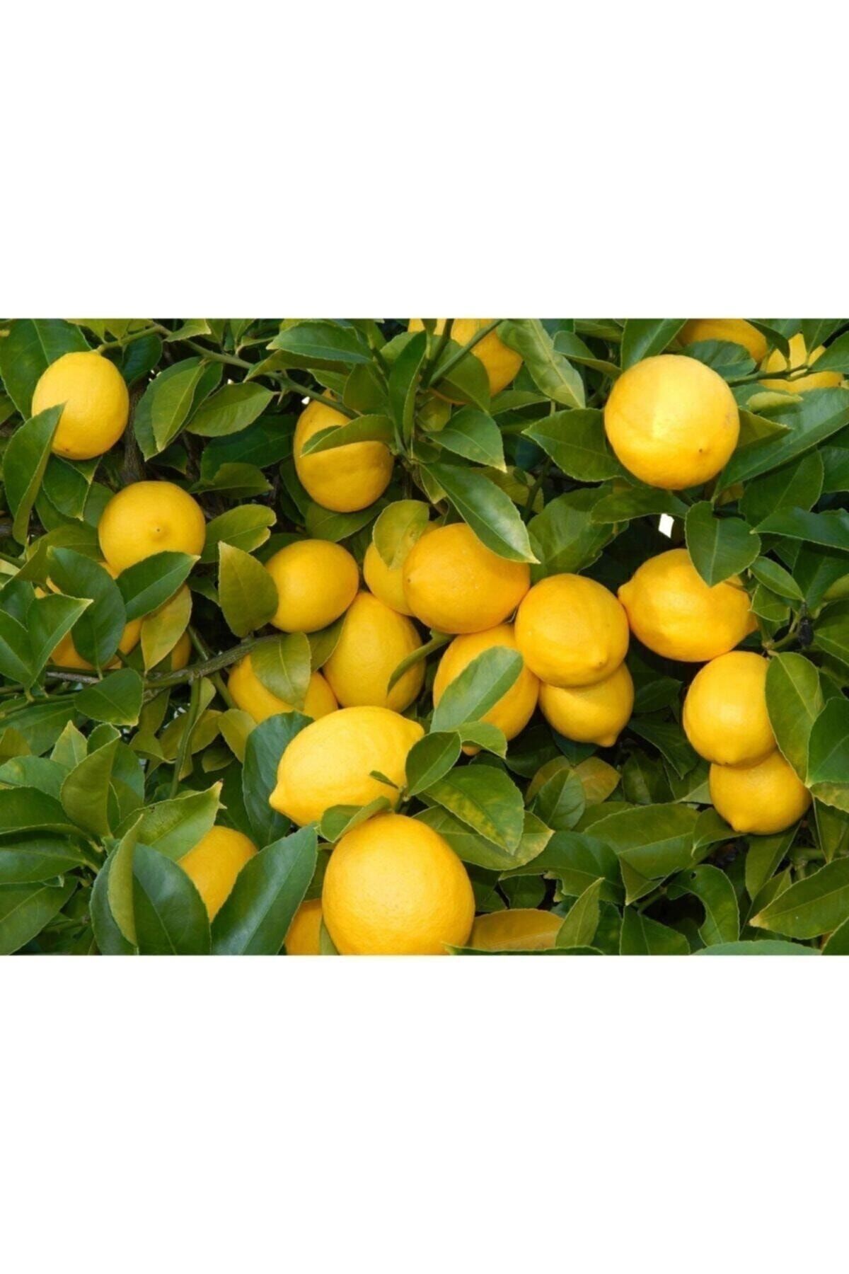 Limon Ağacı Fidanı Saksı Bodur Yediveren Limon Fidanı