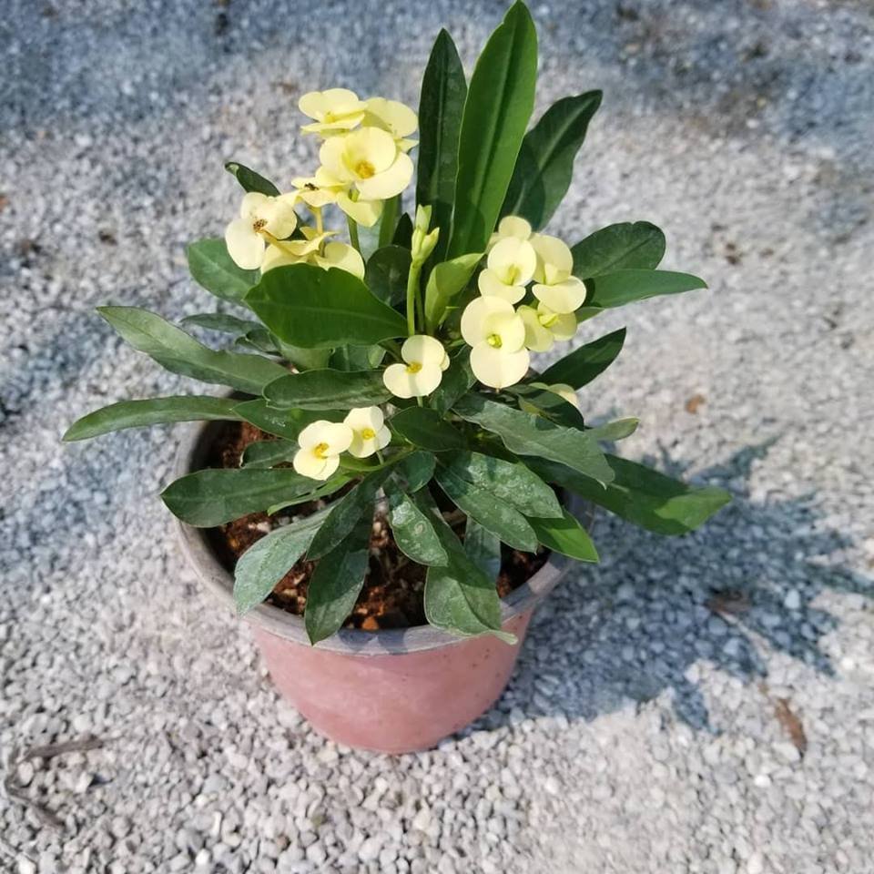 İTHAL Orijinal SARI Euphorbia Milii / Dikenler Tacı Küçük Saksıda