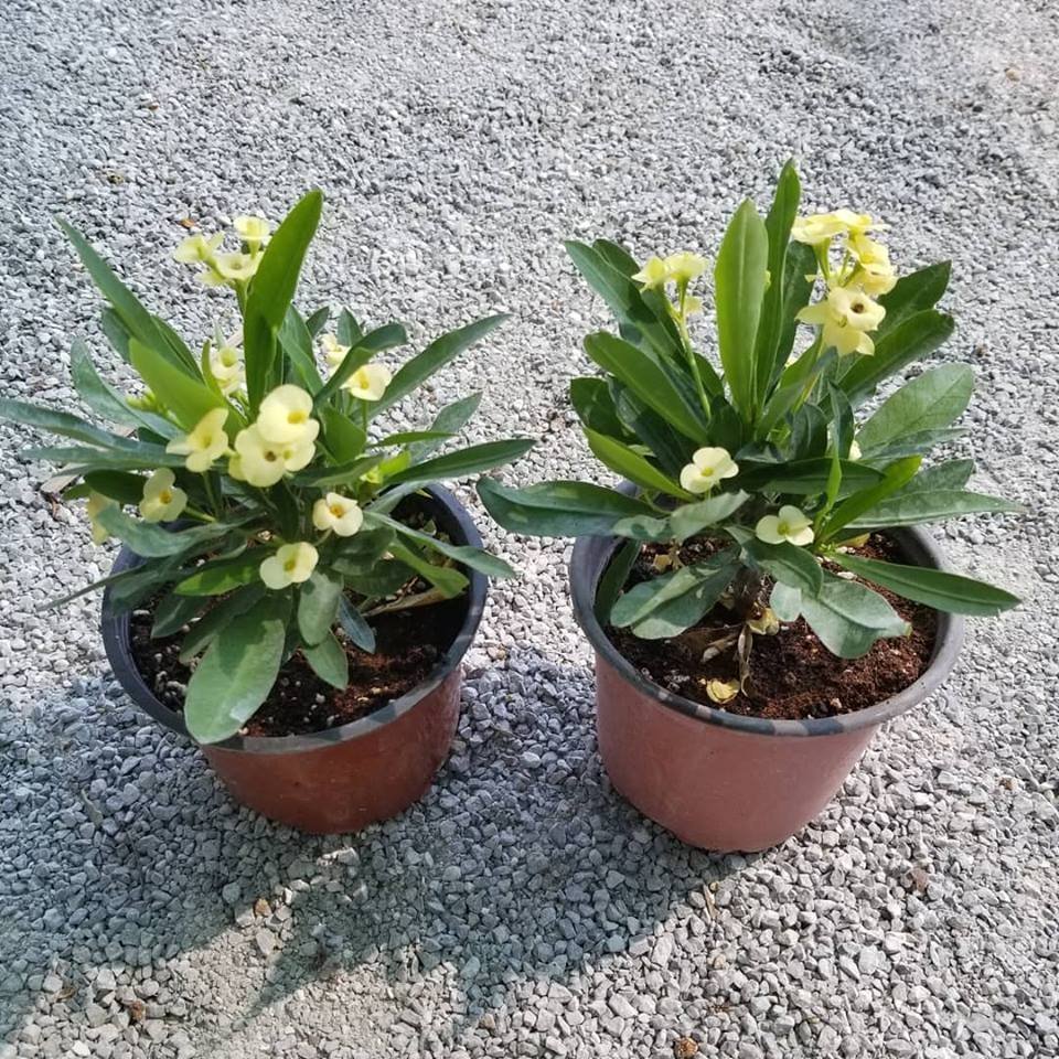 İTHAL Orijinal SARI Euphorbia Milii / Dikenler Tacı Saksıda Küçük Boy