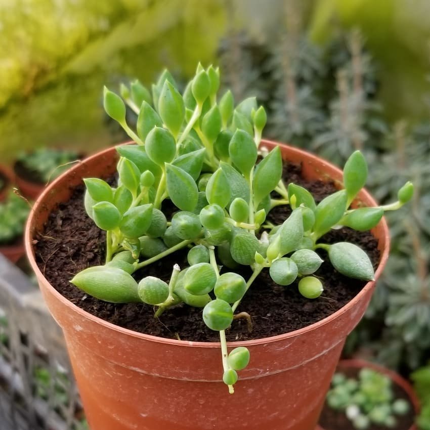 Söbe-Boncuk Çiçeği Sukulent,Senekio (Klenia Rowleyanus) 8 Cm Saksı