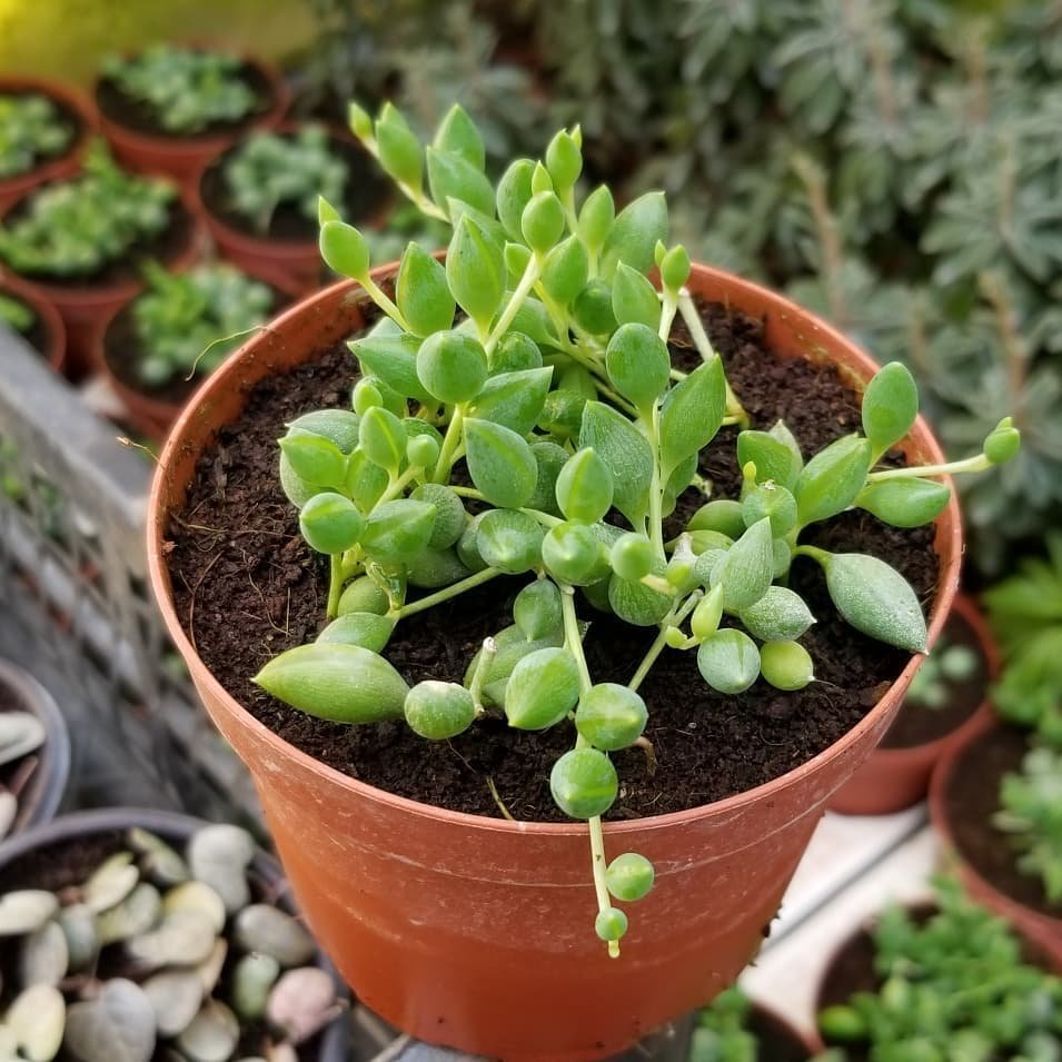 Söbe-Boncuk Çiçeği Sukulent,Senekio (Klenia Rowleyanus) 8 Cm Saksı