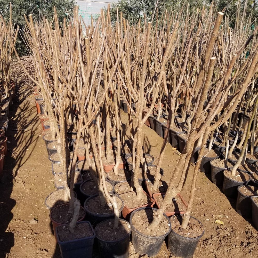 6 Yaş Aşılı Kiraz Fidanı SPRİNG GRASS, Saksıda