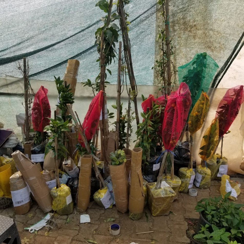 6 Yaş Aşılı Kiraz Fidanı SPRİNG GRASS, Saksıda