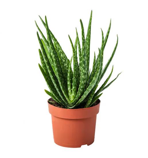 Tüketilebilir Aloevera, Küçük Boy, Torbada