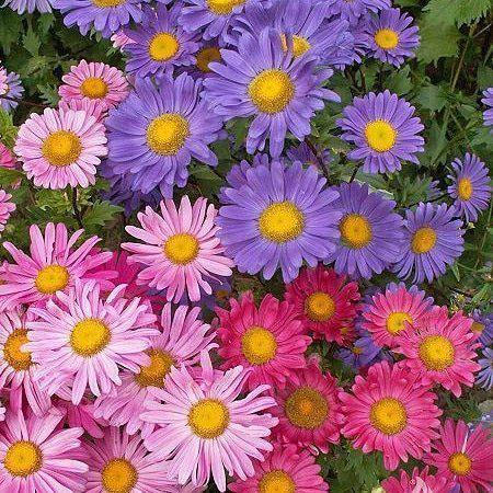 Aster Çiçeği Karışık Renk Çiçek Tohumu 1 PAKET (50 Adet)