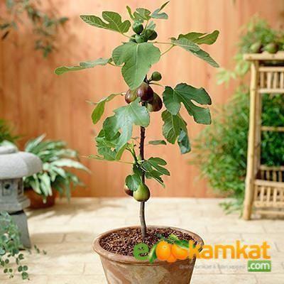 2 Yaş Bonsai Bodur İncir Fidanı, Saksıda