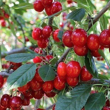 3 Yaş Aşılı Kiraz Fidanı EARLY BURLAT (Yarımca), Torbada