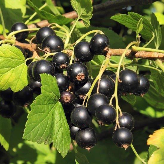 Tüplü Rosenthals Cinsi (Siyah) Frenk Üzümü Fidanı