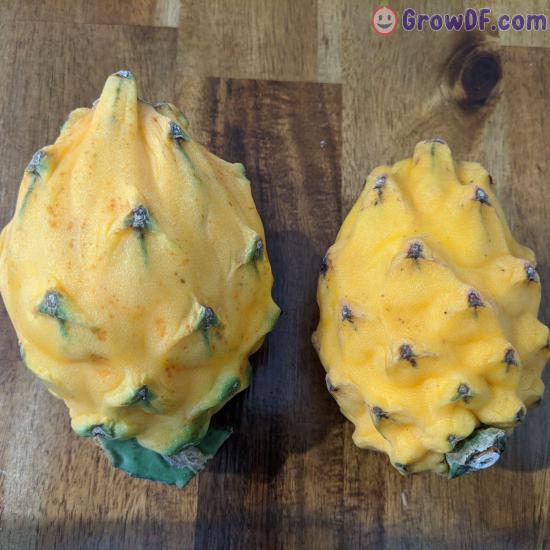 Palora Ecuador Yellow (Çok Nadir Tür) Pitaya Ejder Meyvesi Fidanı