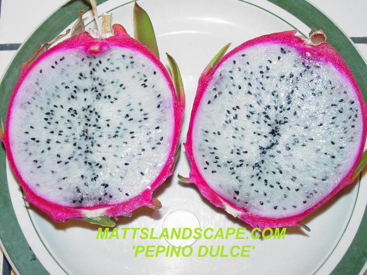 Pepino Dulce (Özel Tür) Ejder Meyvesi Pitaya Fidanı