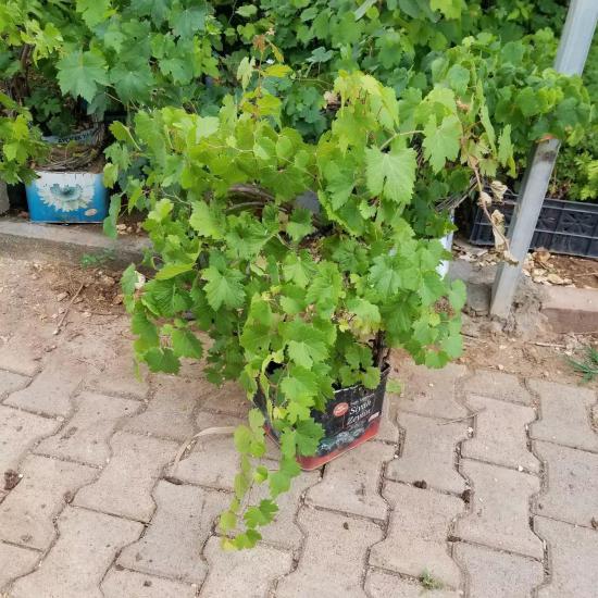 5-8 Metre Boyda Grenache Cinsi Üzüm Fidanı