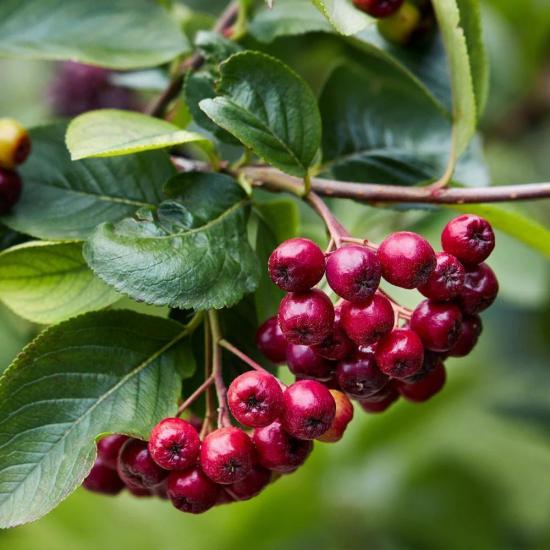 50 Adet Katya Kırmızı Aronya Aronia Fidesi (10-15 cm)