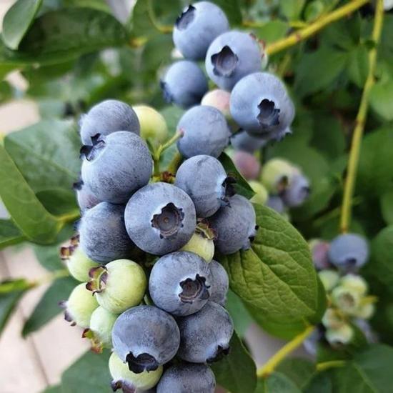 DARROW Cinsi Yaban Mersini Blueberry Fidanı, Tüplü