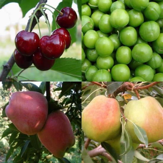 4 Çeşit Meyve Fidanı Paketi (Kiraz-Erik-Armut-Elma)