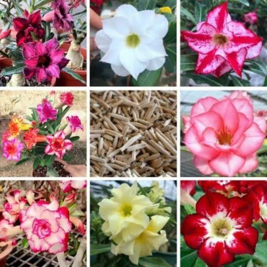 10 Adet 5.5 Luk Saksıda Adenium Çöl Gülü Çiçeği Fidanı Pakedi (Mix Karışık)