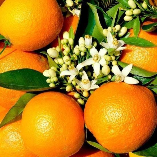 Meyve Verir Durumda 3 Yaş Rize Portakalı Fidanı, Tüplü