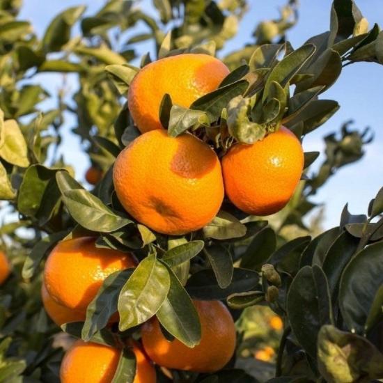 Tüplü Erkenci Dobashi Beni Mandalinası (Soğuklara Dayanıklı)