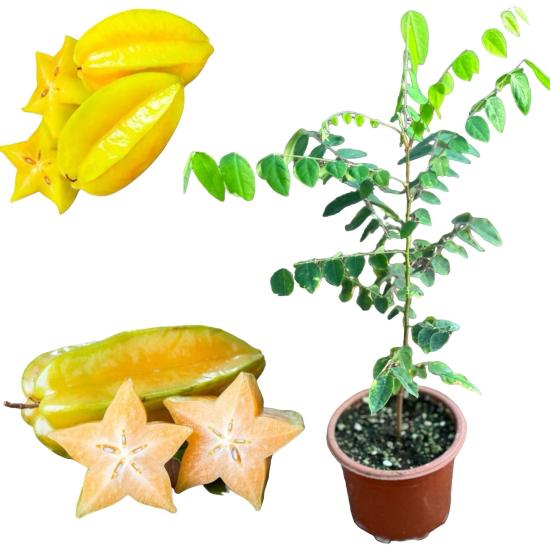 Carambola (Yıldız Meyvesi) Star Fruit Fidanı