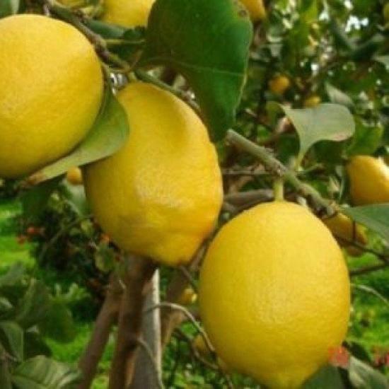Dev Meyveli Extra Jumbo Tüplü Limon Fidanı