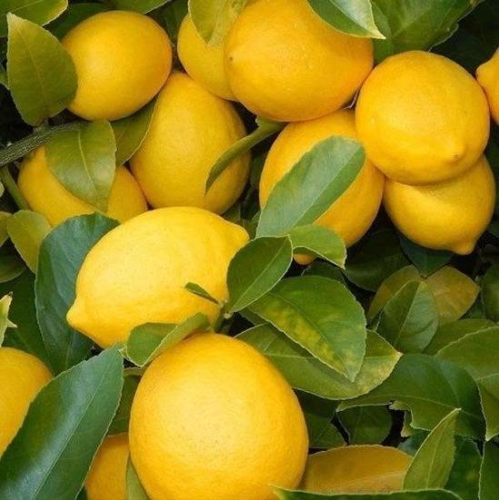 Tüplü Yediveren İri Meyveli Euroka Limon Fidanı
