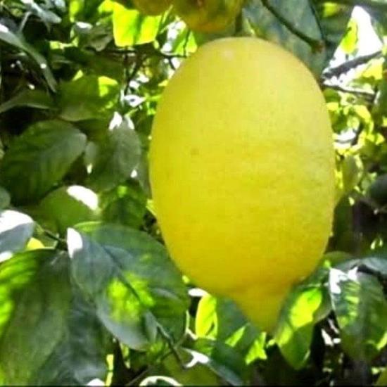 Çok Dallı Tüplü 4 Yaşında Yediveren Enter Limon Fidanı (120-150 cm)