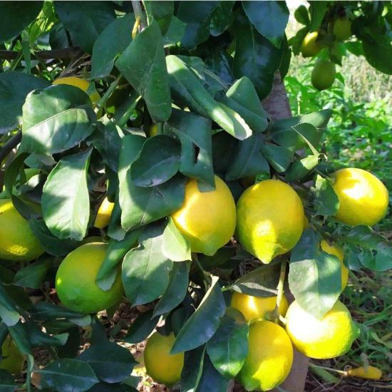 Nadir Bulunan İri Meyveli Uzun Zagara Bianca Tüplü Limon Fidanı