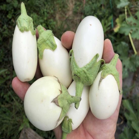 Japanese Egg White Patlıcan Tohumu (15 tohum)