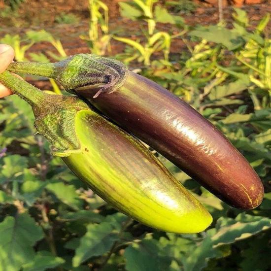 Bangladeshi Long Patlıcan Tohumu(15 tohum)