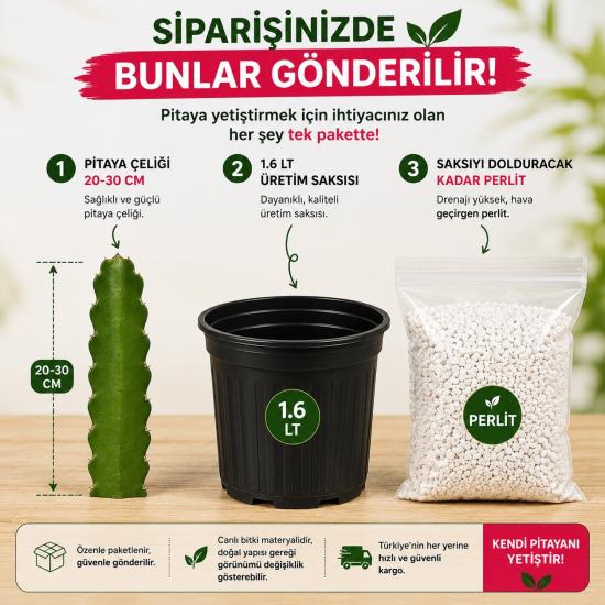 Pitaya Ejder Meyvesi Köklendirme Seti 20-30 cm Çelik + Saksı + Perlit